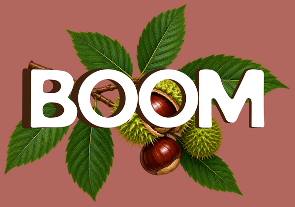 BOOM Literature Logo